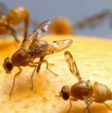 FruitFlies Macro photo of fruit flies