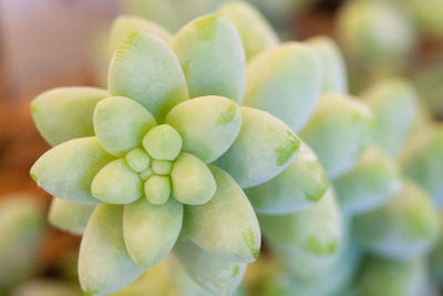 Seedum photo of seedum plant