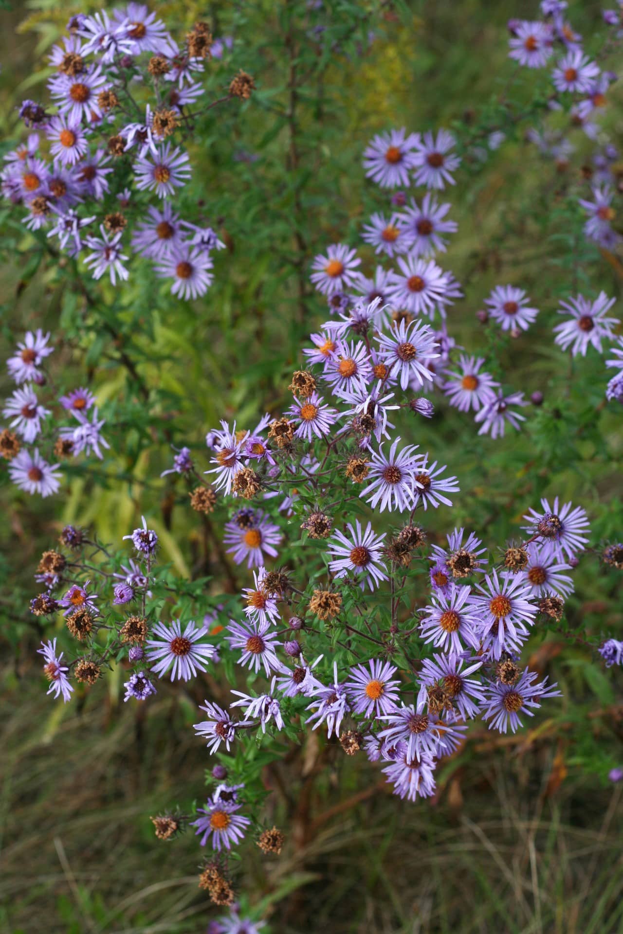 Fall Asters